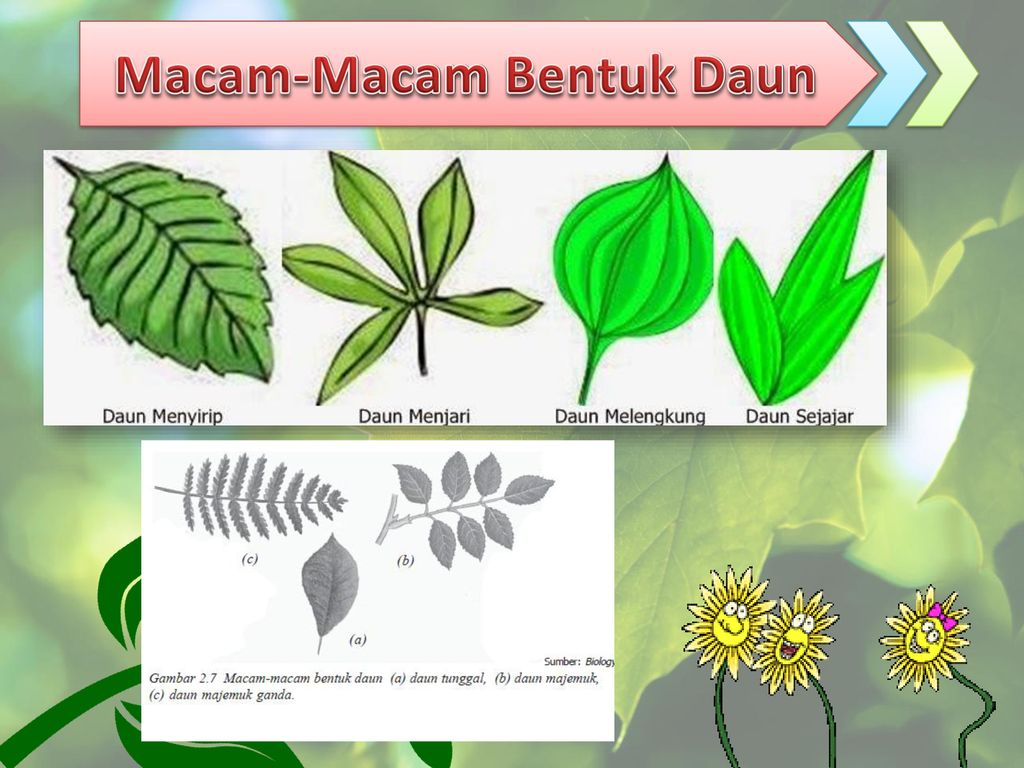 Detail Berbagai Macam Bentuk Daun Nomer 39