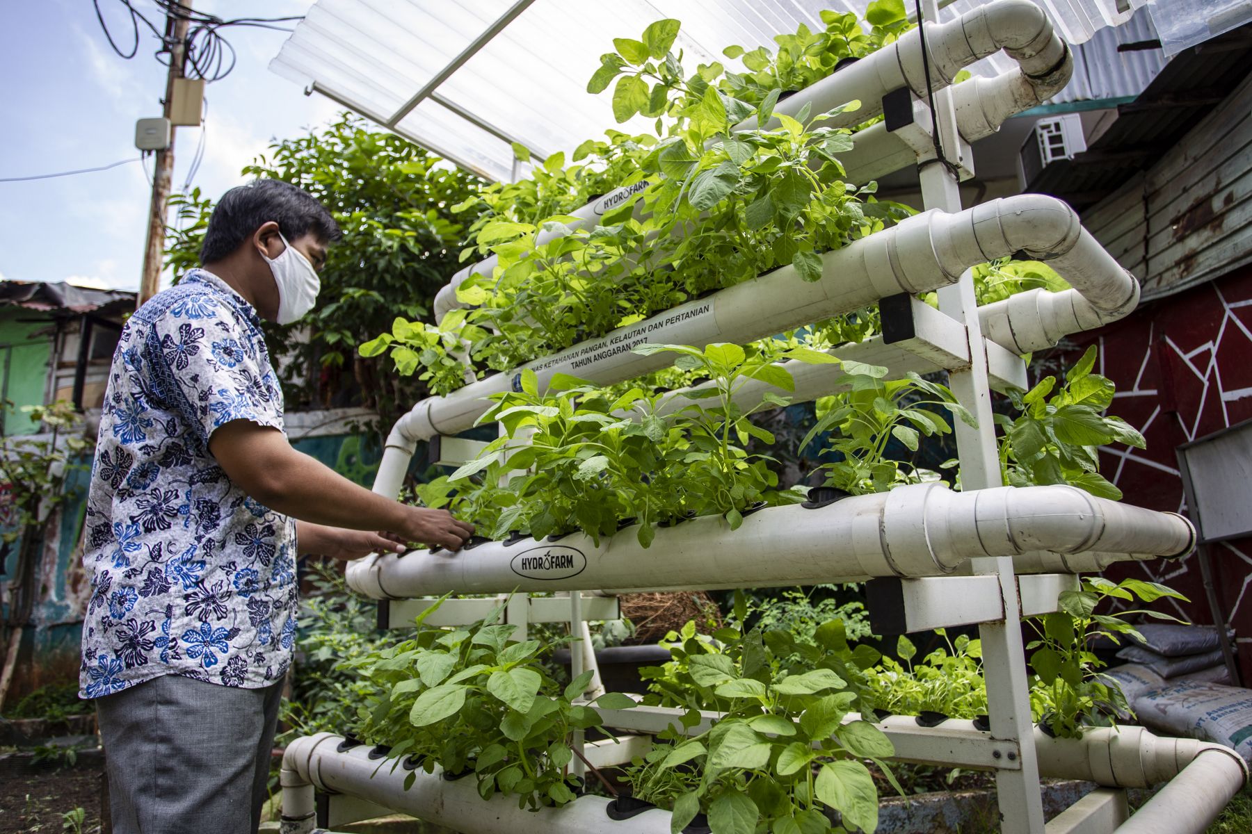 Berkebun Di Rumah Untuk Pemula - KibrisPDR