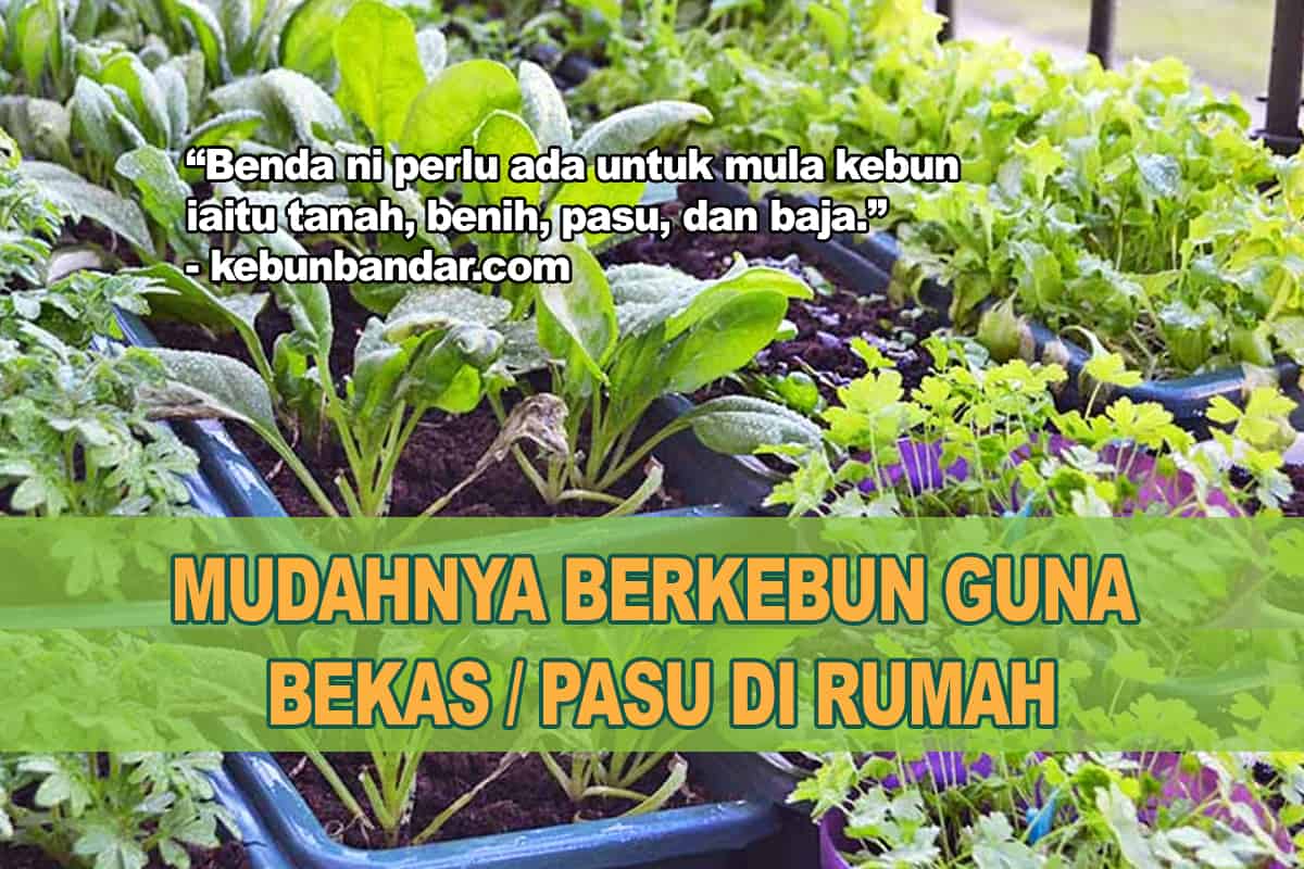 Detail Berkebun Di Rumah Untuk Pemula Nomer 18