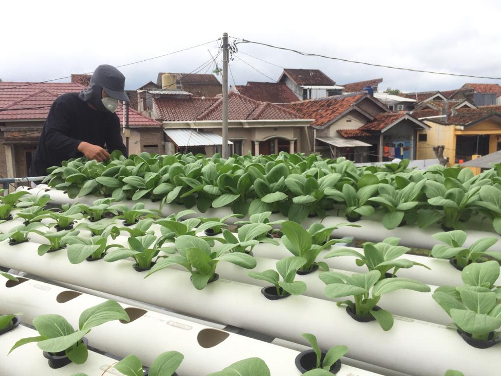 Detail Berkebun Di Rumah Untuk Pemula Nomer 36