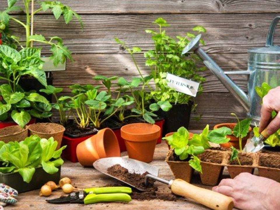 Download Berkebun Di Rumah Untuk Pemula Nomer 39