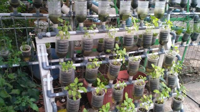 Detail Berkebun Di Rumah Untuk Pemula Nomer 46