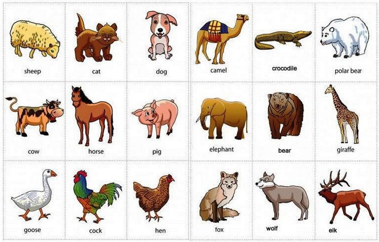 Detail Binatang Kumpulan Nama Dan Gambar Nomer 2
