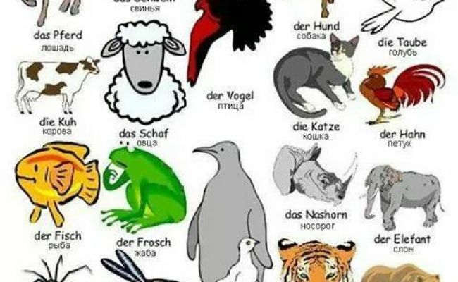 Detail Binatang Kumpulan Nama Dan Gambar Nomer 23