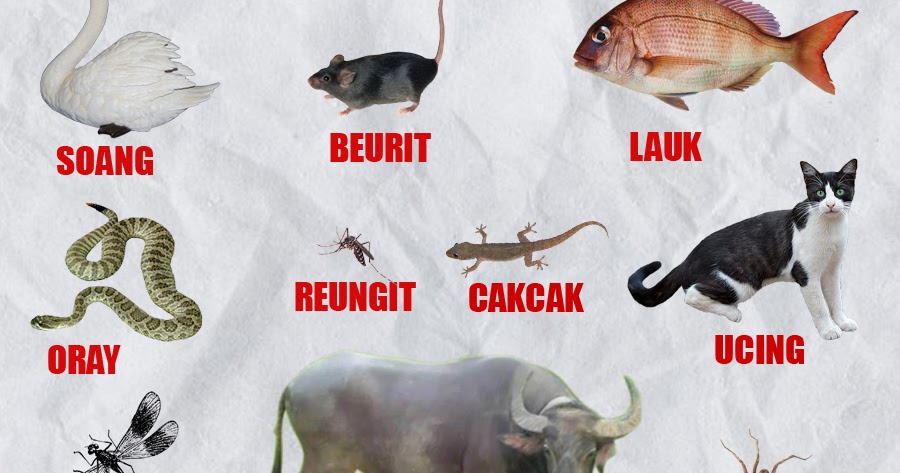 Detail Binatang Kumpulan Nama Dan Gambar Nomer 24