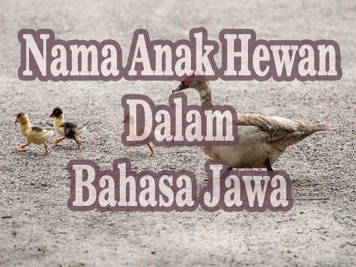 Detail Binatang Kumpulan Nama Dan Gambar Nomer 49