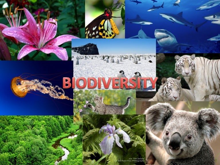 Detail Biodiversity Ppt Template Nomer 45