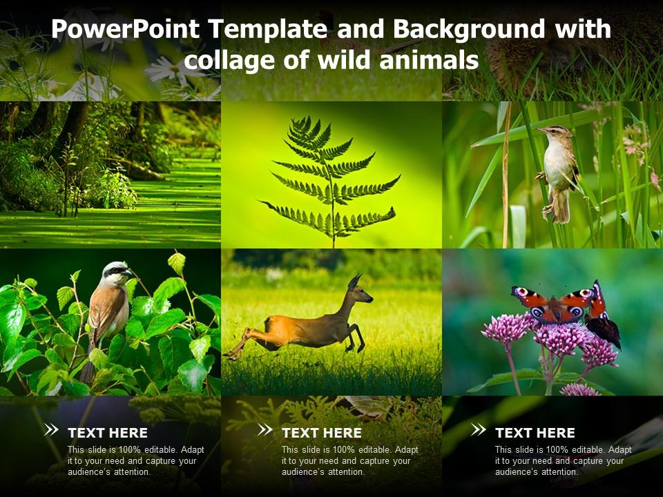 Detail Biodiversity Ppt Template Nomer 6