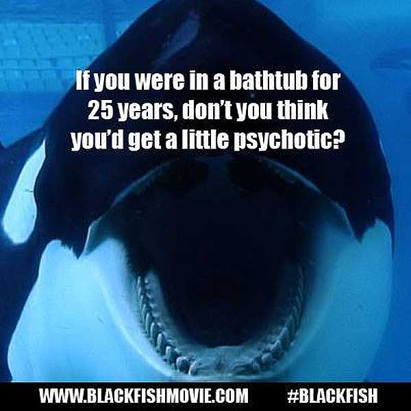 Detail Blackfish Documentary Quotes Nomer 10