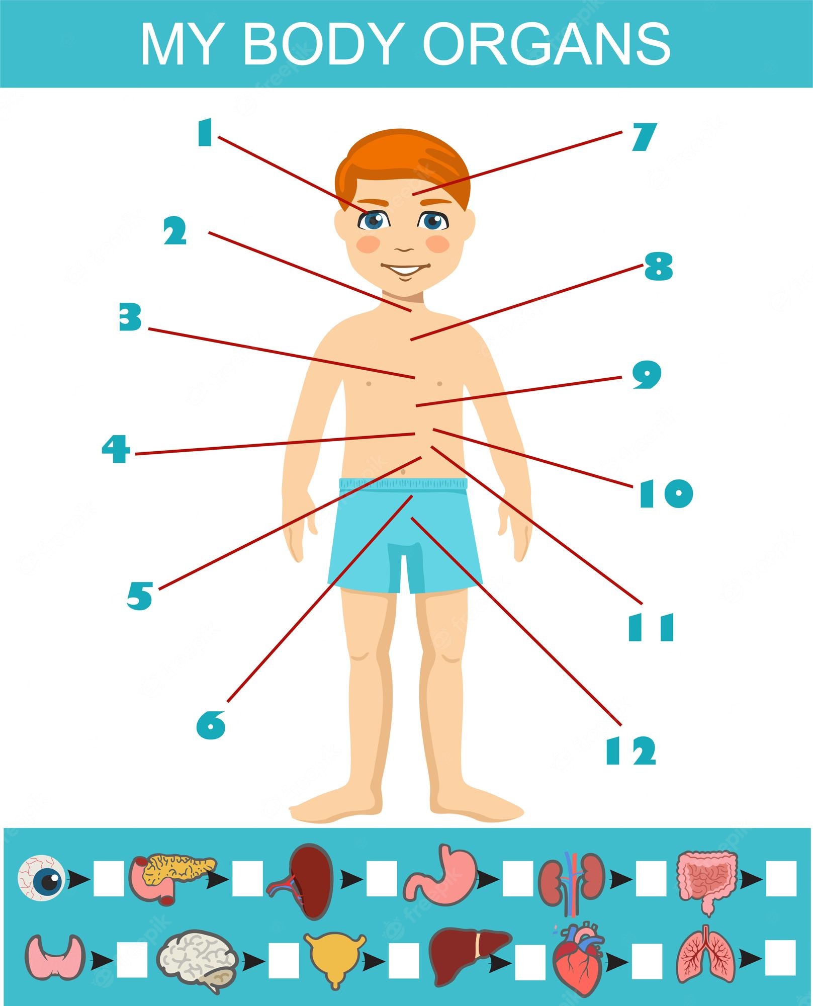 Detail Body Puzzle Template Nomer 18