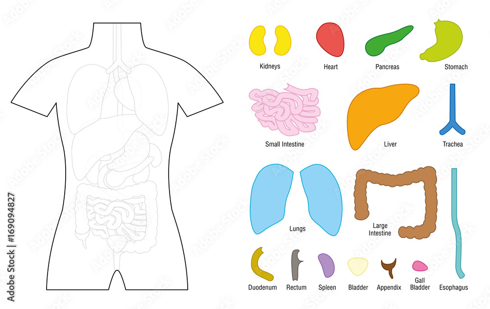 Detail Body Puzzle Template Nomer 40