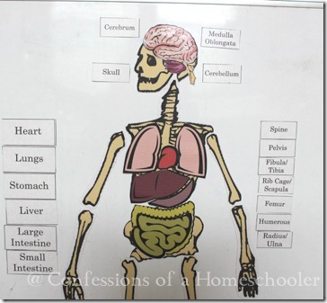 Detail Body Puzzle Template Nomer 55