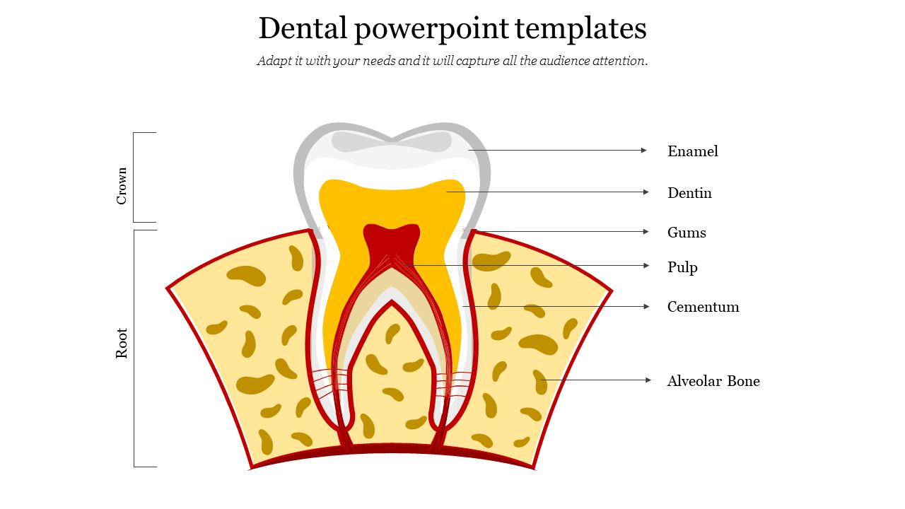 Detail Bone Ppt Template Nomer 46