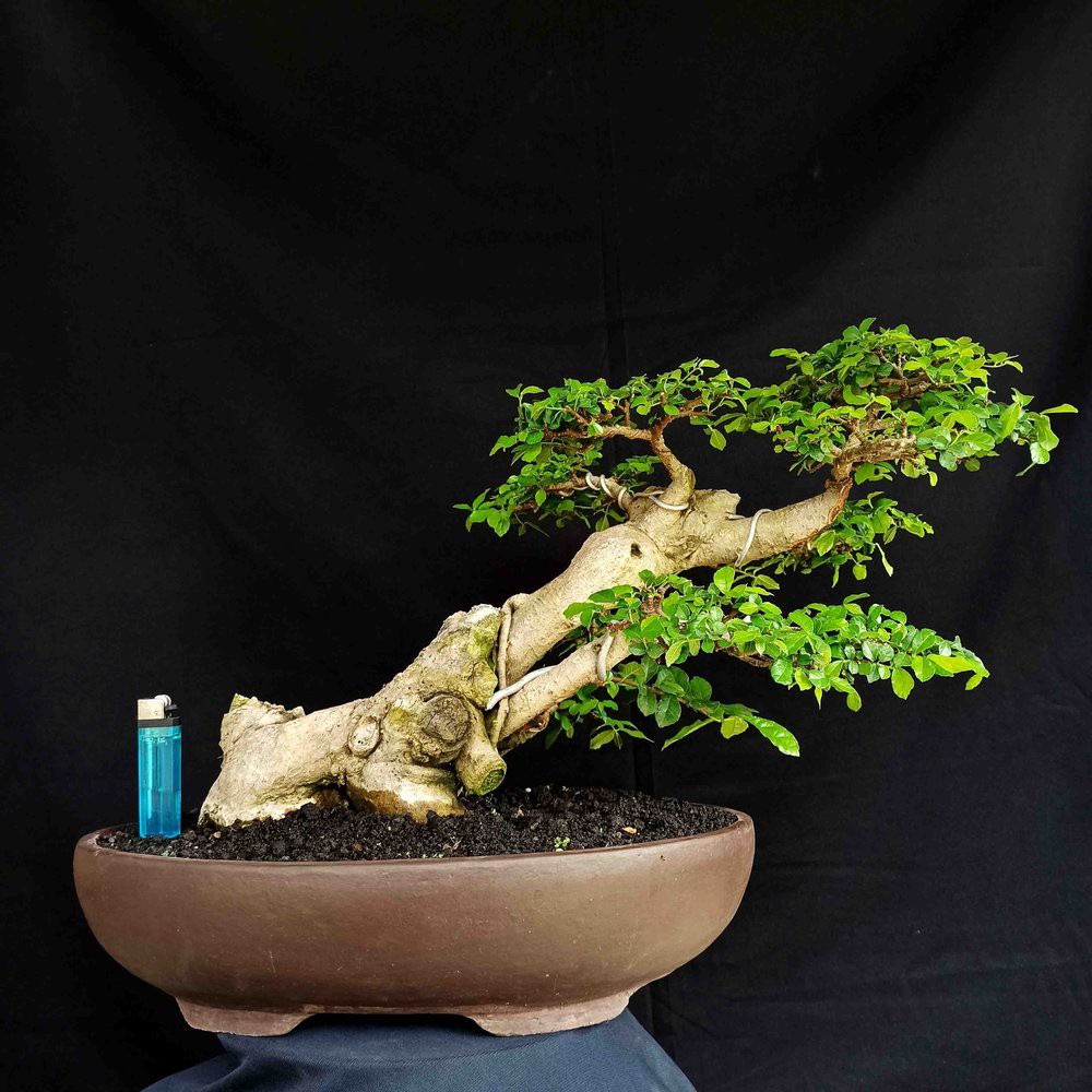 Bonsai Sancang Gaya Miring - KibrisPDR