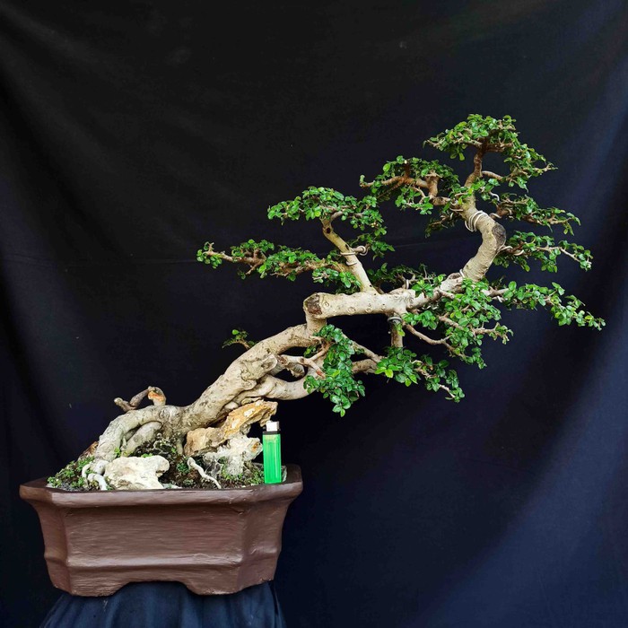 Detail Bonsai Sancang Gaya Miring Nomer 2