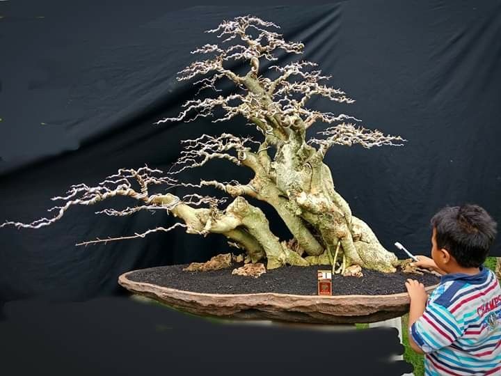 Detail Bonsai Sancang Gaya Miring Nomer 13