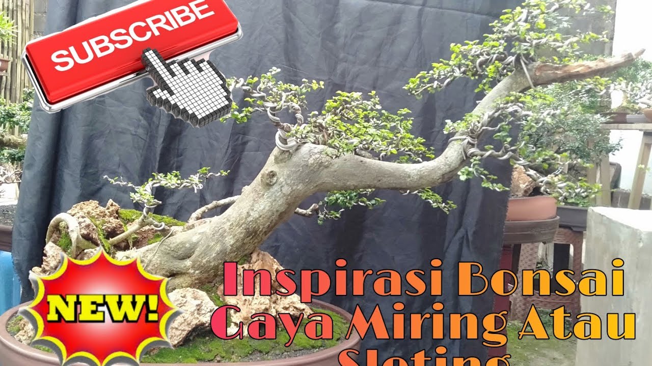 Detail Bonsai Sancang Gaya Miring Nomer 15