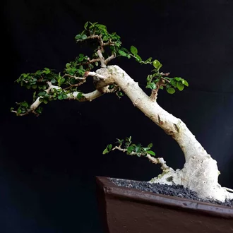 Detail Bonsai Sancang Gaya Miring Nomer 17