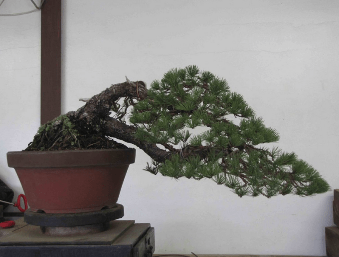 Detail Bonsai Sancang Gaya Miring Nomer 18