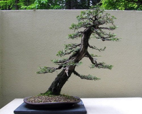 Detail Bonsai Sancang Gaya Miring Nomer 19