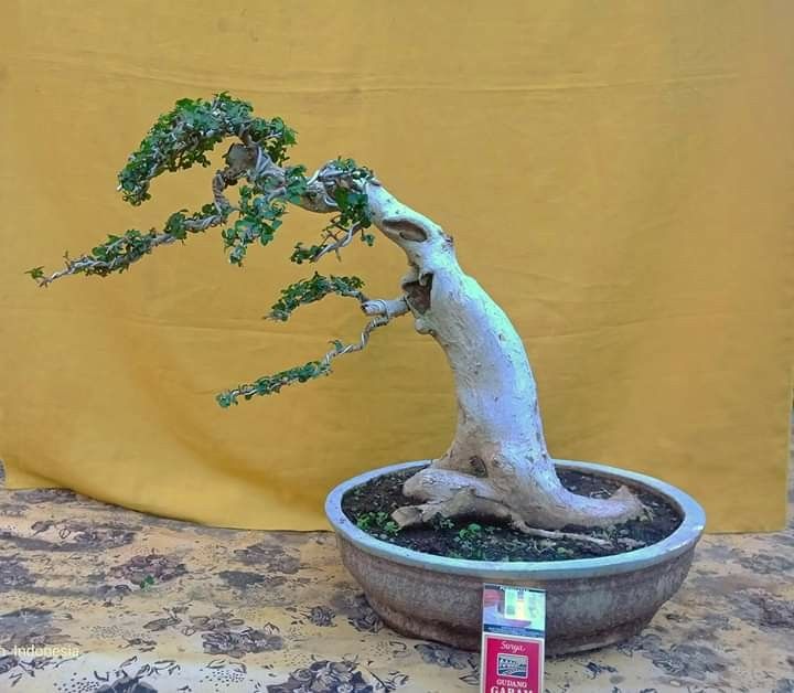 Detail Bonsai Sancang Gaya Miring Nomer 20