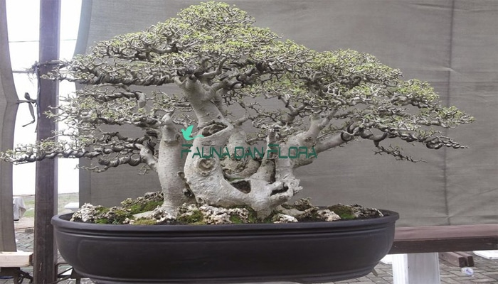 Detail Bonsai Sancang Gaya Miring Nomer 25