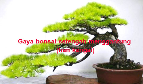 Detail Bonsai Sancang Gaya Miring Nomer 26