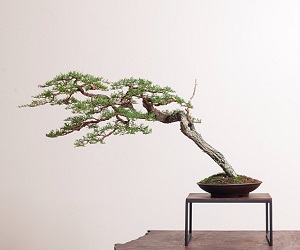 Detail Bonsai Sancang Gaya Miring Nomer 28