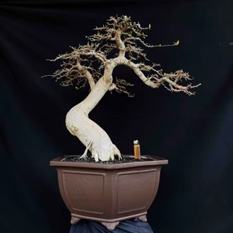 Detail Bonsai Sancang Gaya Miring Nomer 32