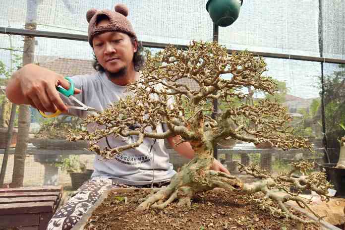 Detail Bonsai Sancang Gaya Miring Nomer 34