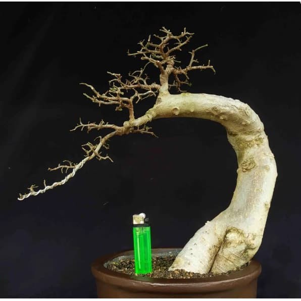 Detail Bonsai Sancang Gaya Miring Nomer 36