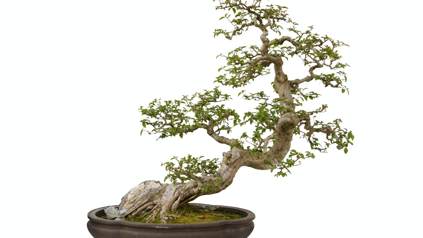 Detail Bonsai Sancang Gaya Miring Nomer 37