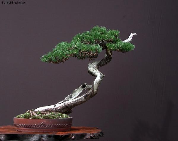 Detail Bonsai Sancang Gaya Miring Nomer 39