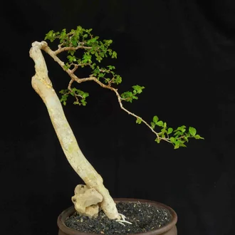 Detail Bonsai Sancang Gaya Miring Nomer 43