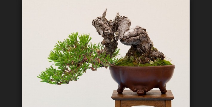 Detail Bonsai Sancang Gaya Miring Nomer 44