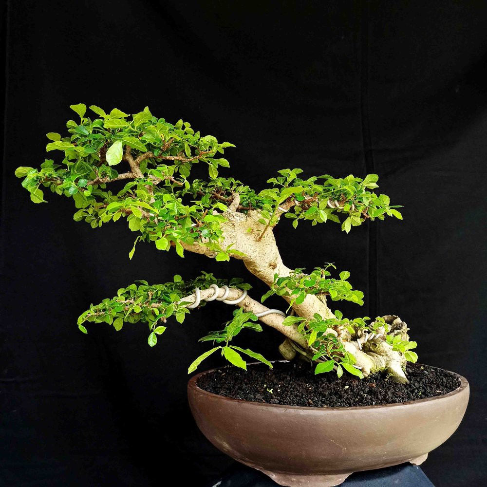 Detail Bonsai Sancang Gaya Miring Nomer 46