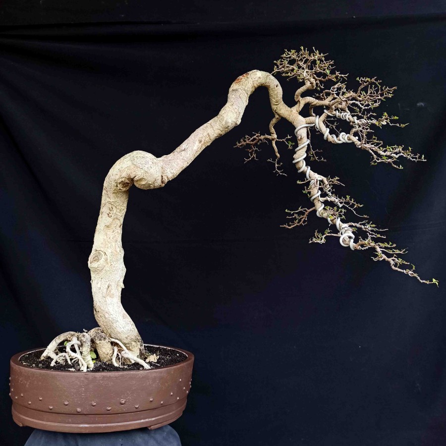 Detail Bonsai Sancang Gaya Miring Nomer 47