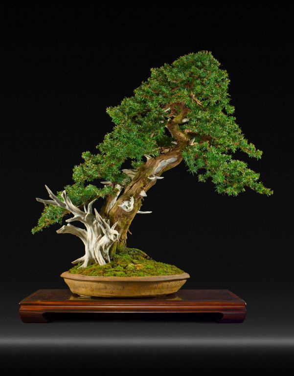 Detail Bonsai Sancang Gaya Miring Nomer 50