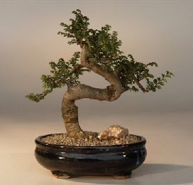 Detail Bonsai Sancang Gaya Miring Nomer 51