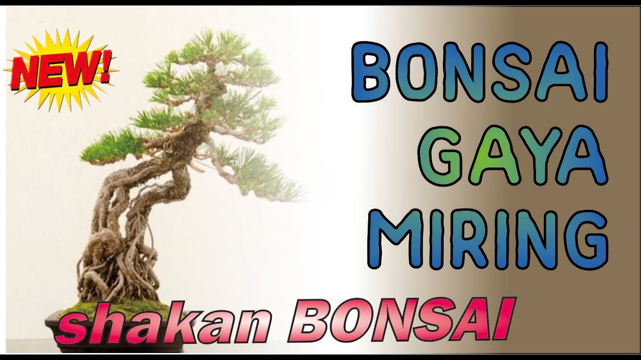 Detail Bonsai Sancang Gaya Miring Nomer 53