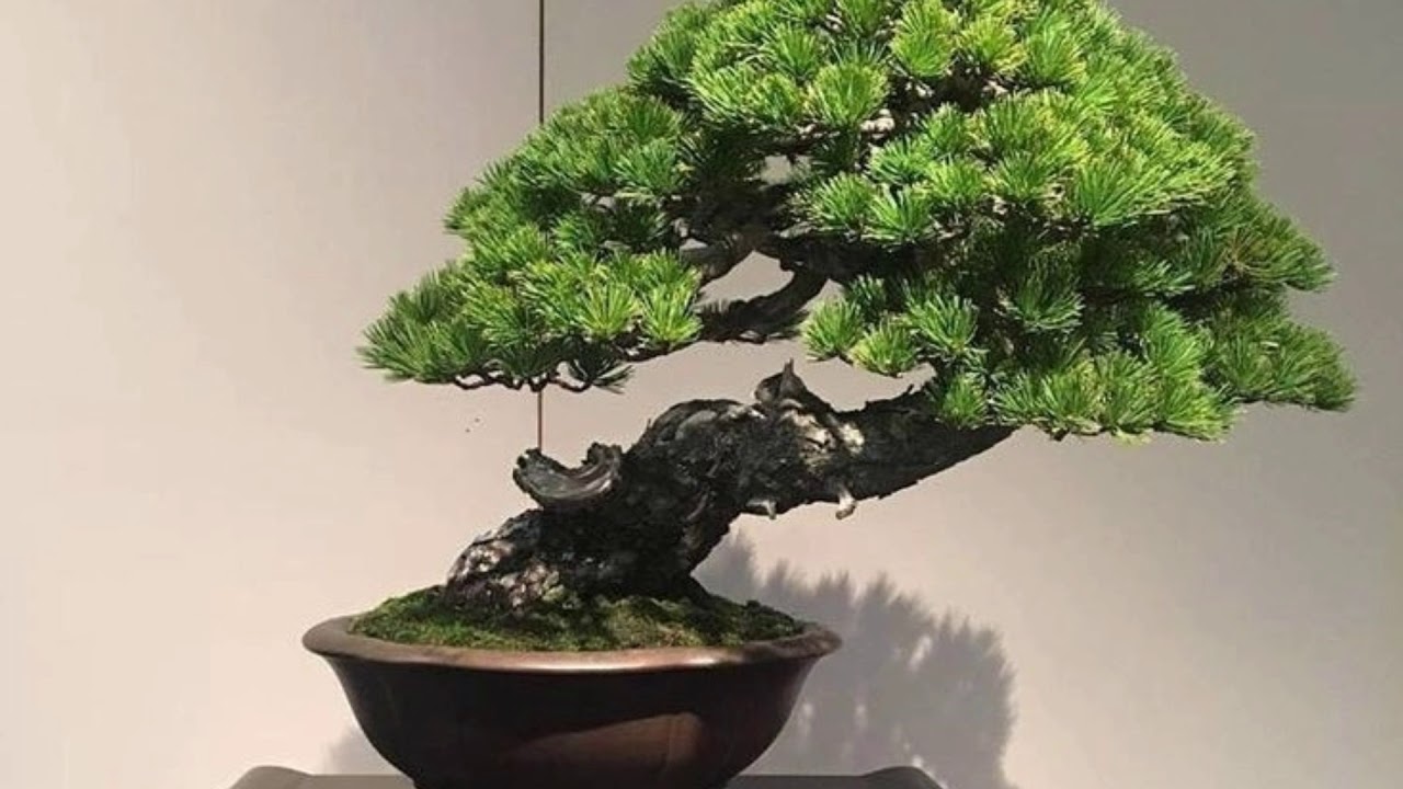 Detail Bonsai Sancang Gaya Miring Nomer 8