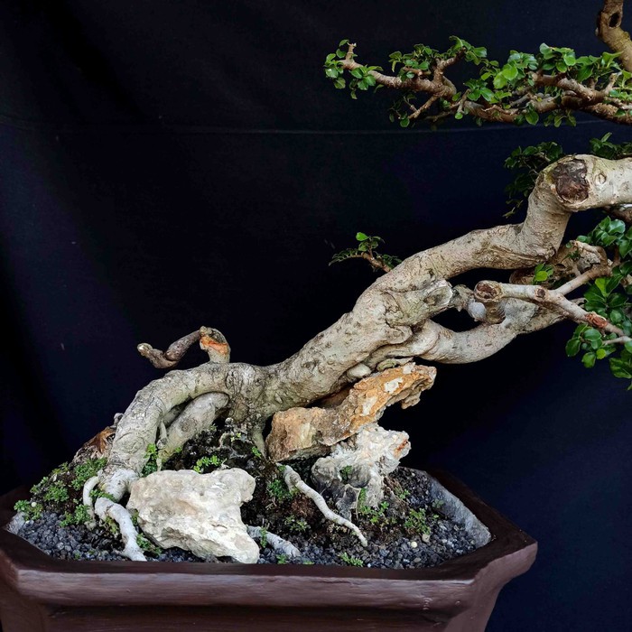 Detail Bonsai Sancang Gaya Miring Nomer 9