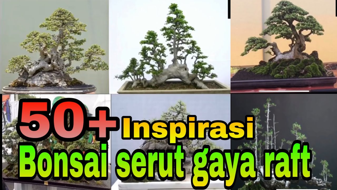 Detail Bonsai Serut Gaya Raft Nomer 11