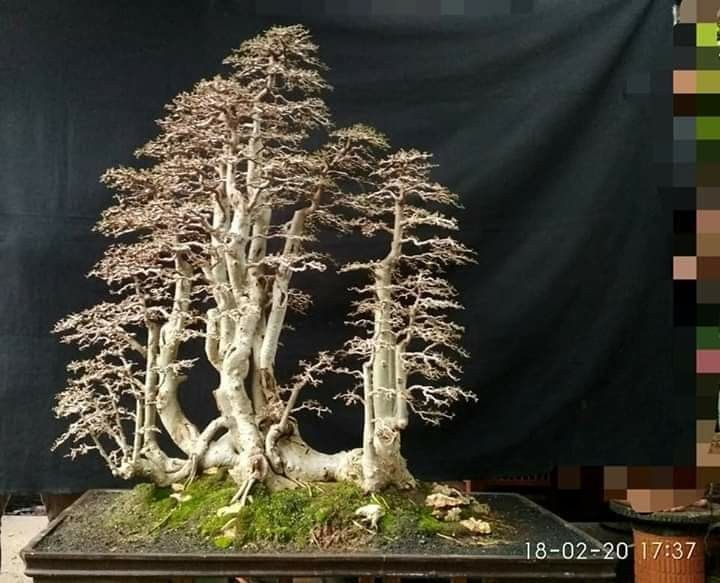 Detail Bonsai Serut Gaya Raft Nomer 27