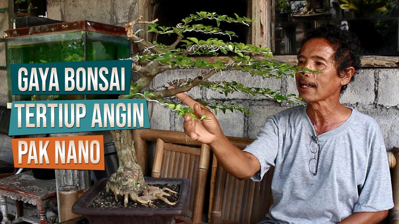 Detail Bonsai Serut Gaya Tertiup Angin Nomer 18