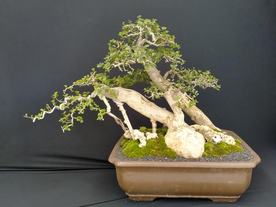 Detail Bonsai Serut Gaya Tertiup Angin Nomer 25