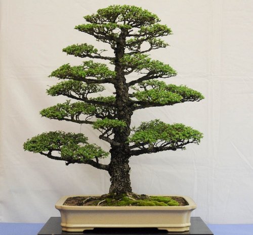 Detail Bonsai Serut Gaya Tertiup Angin Nomer 27