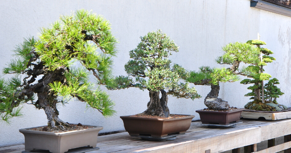 Detail Bonsai Serut Gaya Tertiup Angin Nomer 44