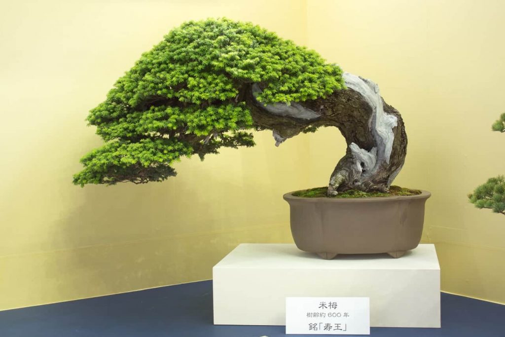 Detail Bonsai Serut Gaya Tertiup Angin Nomer 45