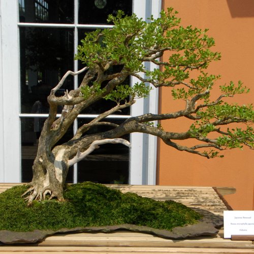 Detail Bonsai Serut Gaya Tertiup Angin Nomer 8